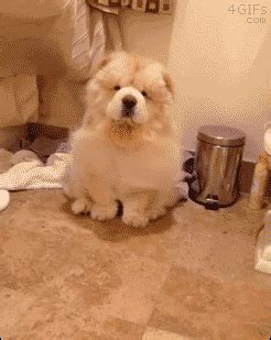 chow chow gif